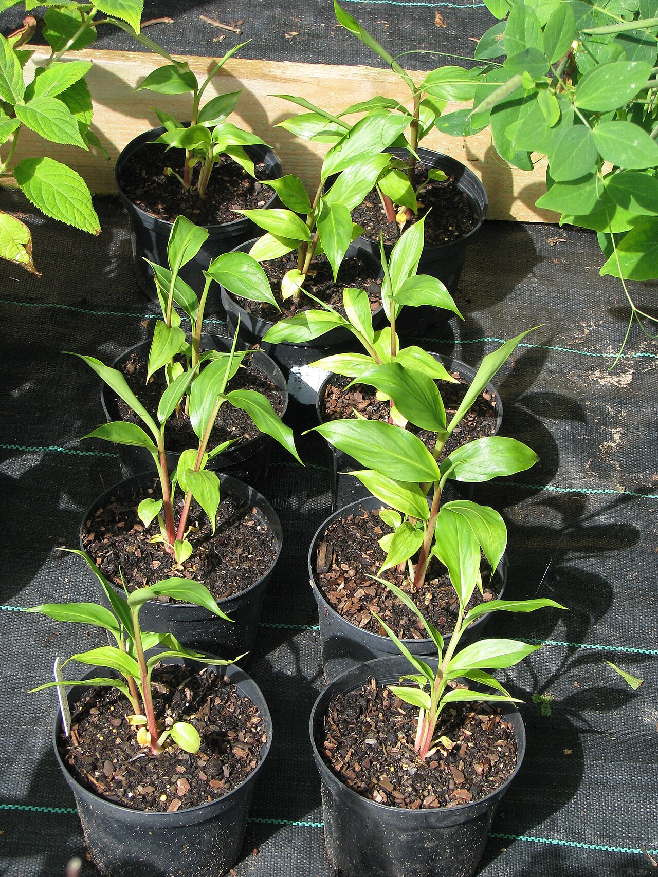 Shati — Another lot of seeds from Alan Gregg - I'm amazed how quickly things come on. Only sown in the spring these are practically big enough to sell.