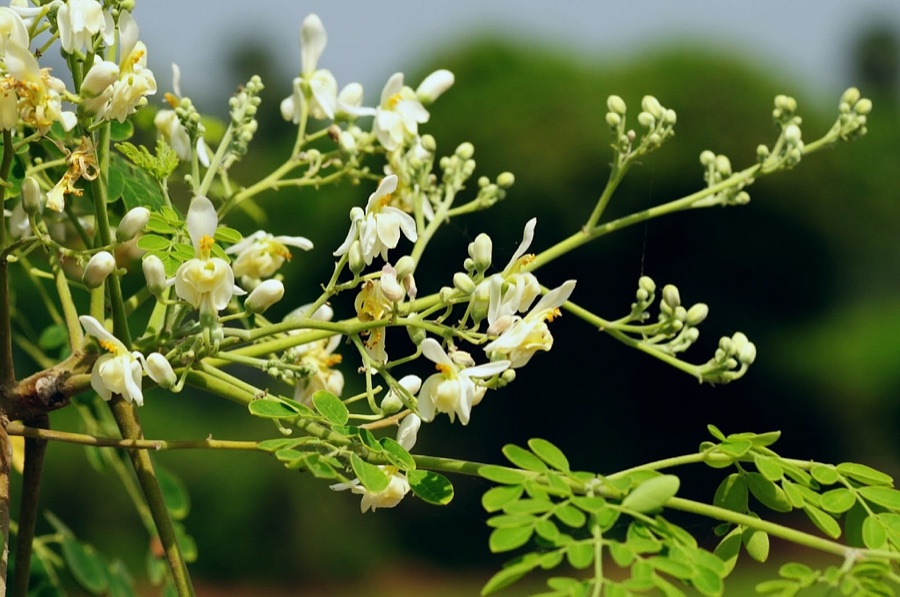 Shigru — Drumstick Tree Flowers