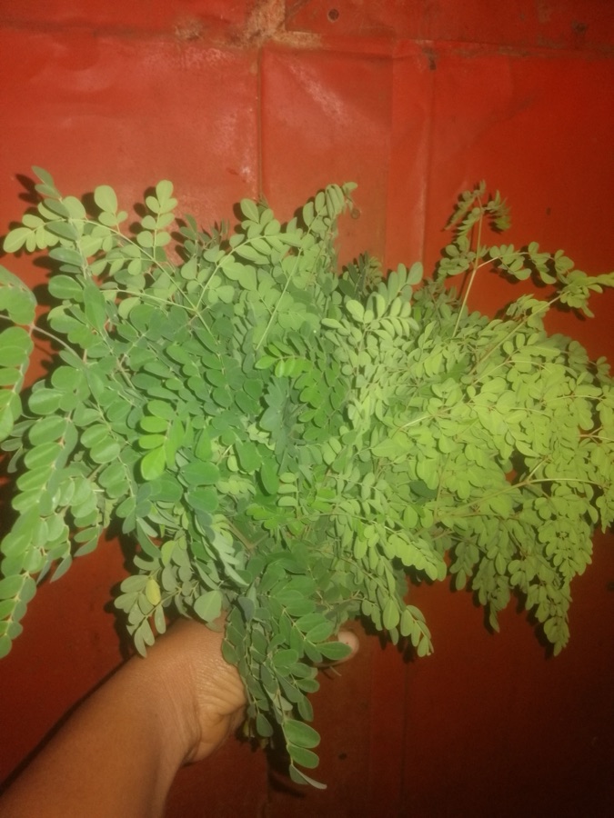 Shigru — feuilles utilisées dans la réalisation de romazava(bouillon claire)