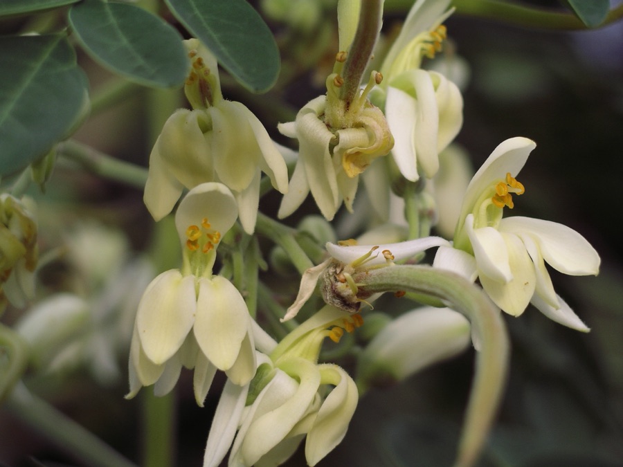 Shigru — Moringa flower