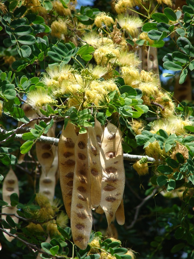 Shirisha — Albizia lebbeck (leaves flowers and seedpods). Location: Midway Atoll, Midway Mall Sand Island