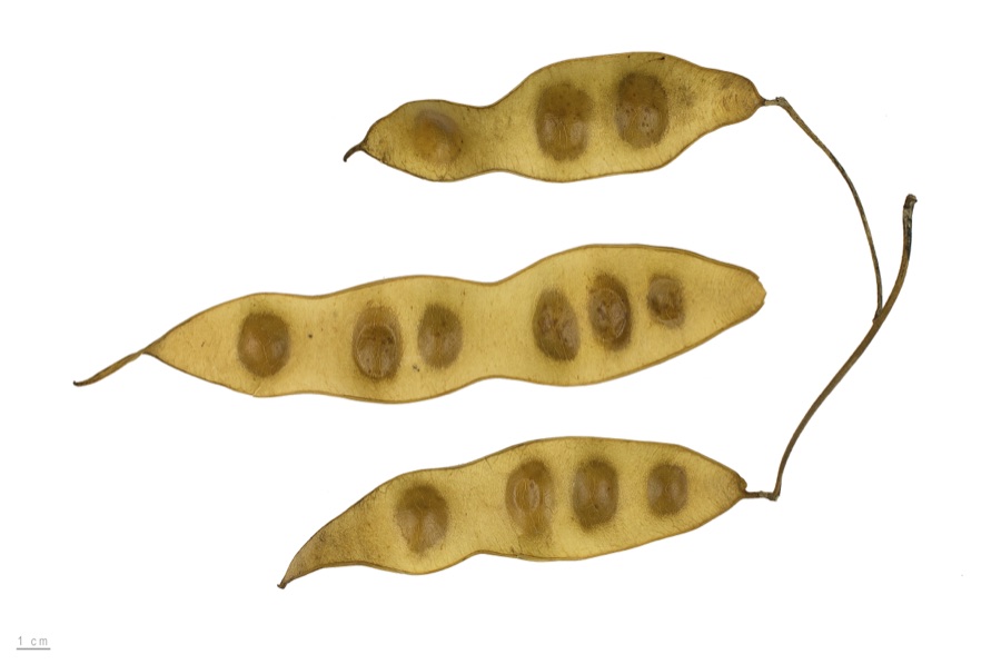 Shirisha — lebbek tree, fruits and seeds