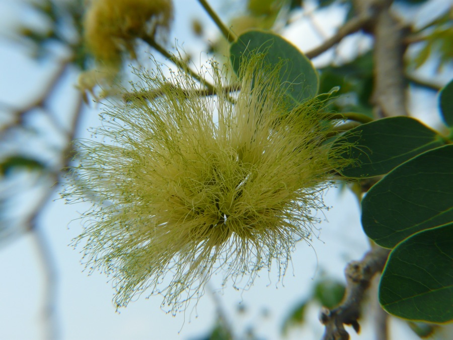 Shirisha — Fabaceae (pea, or legume family) » Albizia lebbeck al-BIZ-ee-uh -- named for Filipo del Albizzi, Florentine nobleman LEB-ek -- named after a place in Egypt commonly known as: East Indian walnut, frywood, Indian siris, ko