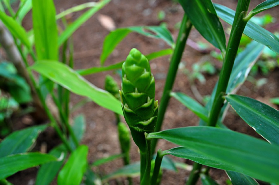 Shunthi — Ginger Plant and Flower