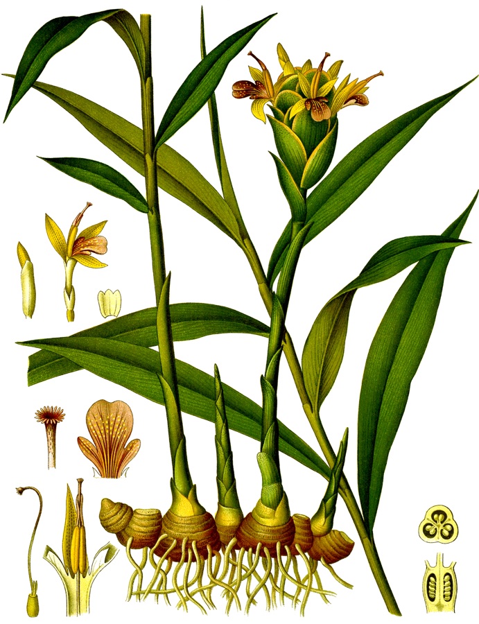 Shunthi — Illustration of Zingiber officinale Roscoe