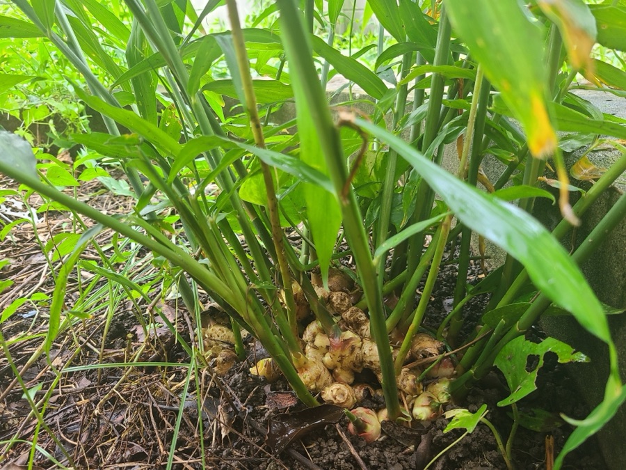 Shunthi — Ginger (Zingiber officinale)