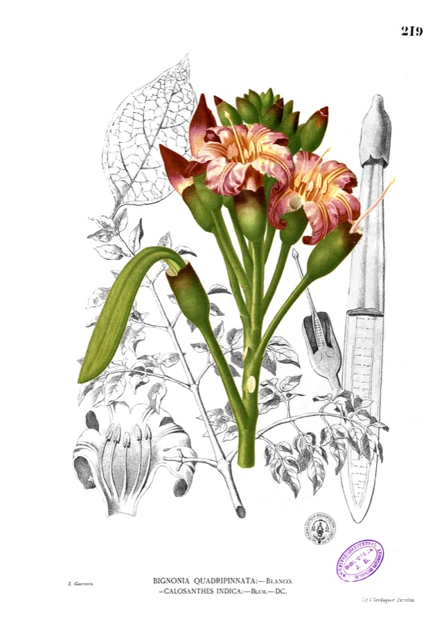 Shyonaka — Plate from book