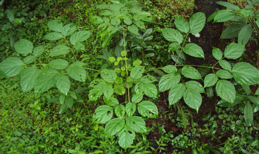 Shyonaka — Oroxylum indicum leaves - പലകപ്പയ്യാനി