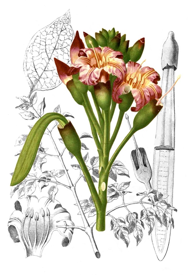 Shyonaka — Plate from book