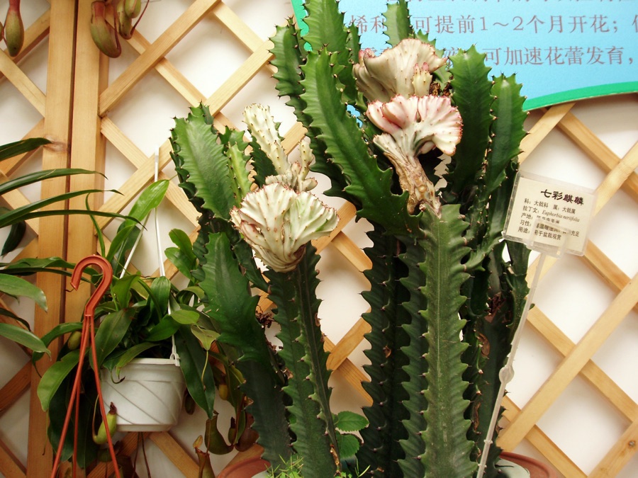 Snuhi — Euphorbia lactea fa. cristata, clorophyll lacking form, grafted