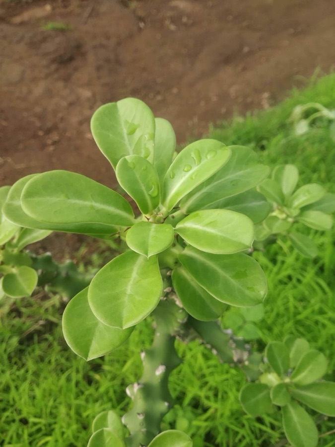 Snuhi — Euphorbia neriifolia L. 3321192143