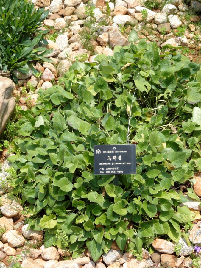 Tagara — Plant specimen in the Kunming Botanical Garden, Kunming, Yunnan, China.