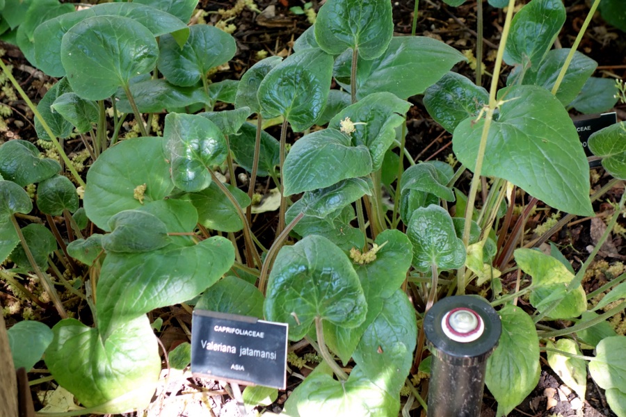 Tagara — Specimens in the Chelsea Physic Garden, London, England.