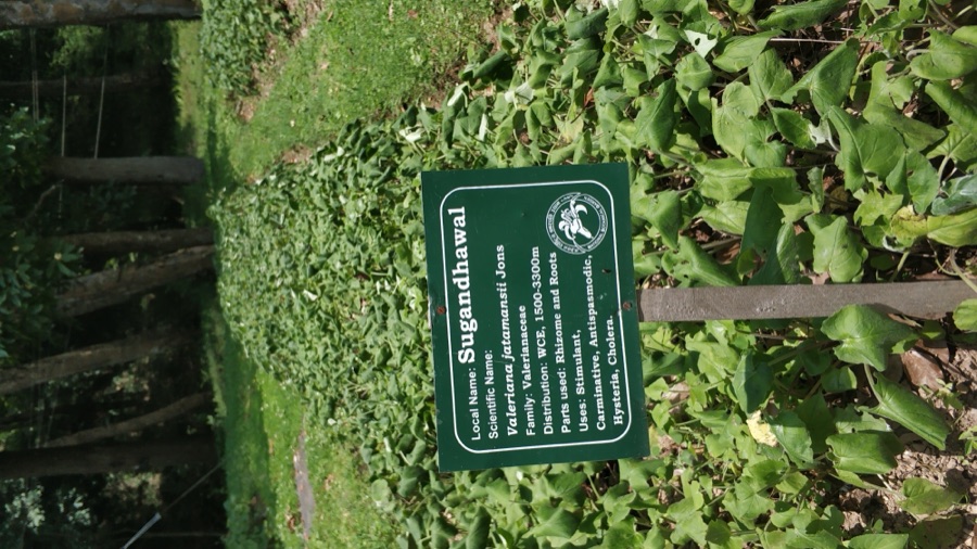 Tagara — Medicinal plant Sugandhawal at Godavari, Lalitpur.