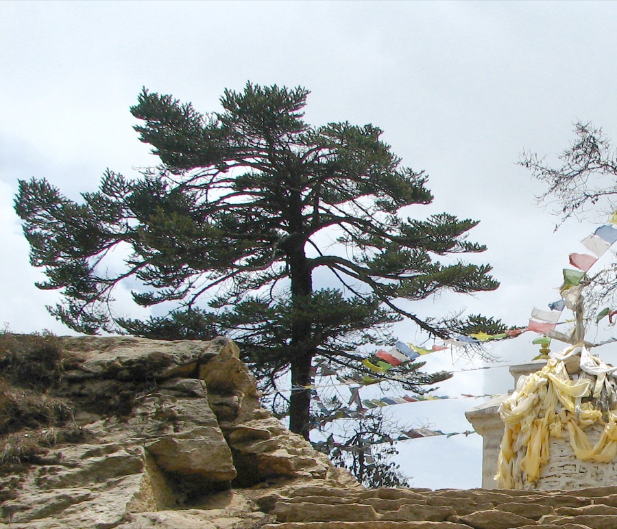 Talisapatra — Abies spectabilis, Namche Bazaar, Nepal 27°49'27"N 86°43'00"E, 3775m altitude.