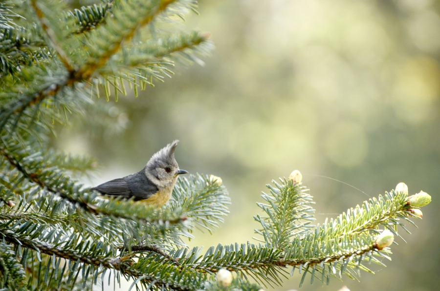 Talisapatra — Grey crested tit (Lophophanes dichrous) from Uttarakhand
