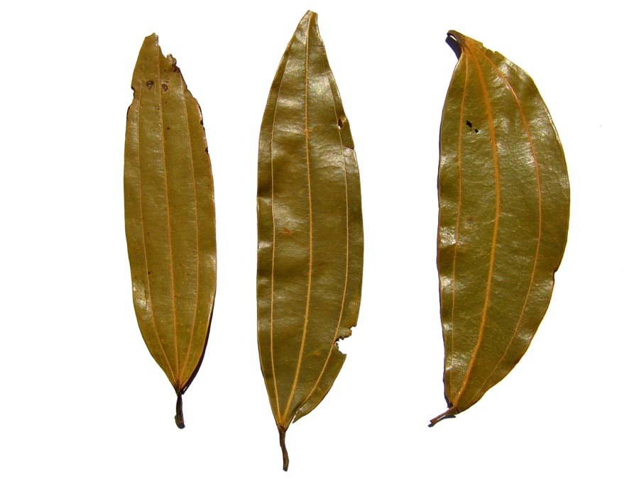 Tejpatra — Indian bay leaf dried
