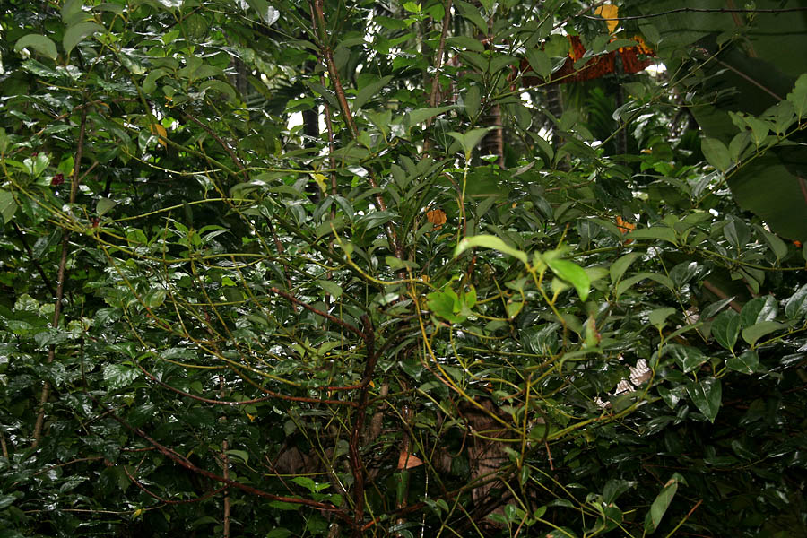 Tejpatra — Cinnamomum tamala ((Syn. Cinnamomum tejpata, Laurus tamala)- Indian Bay Leaf, Indian cassia, Indian cassia bark, Tamala cassia • Hindi: तेजपत्ता tejpatta • Manipuri: তেজপাত Tejpat • Tamil: தாளிசபத்திரி Talishappattiri • 