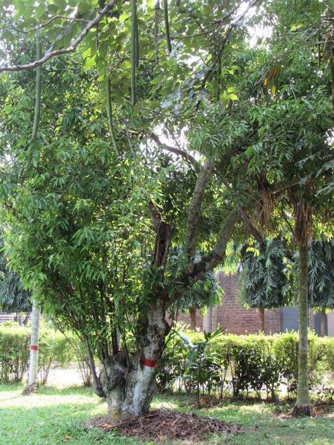 Tejpatra — Cinnamomum tamala (Bay leaf) tree in RDA, Bogra