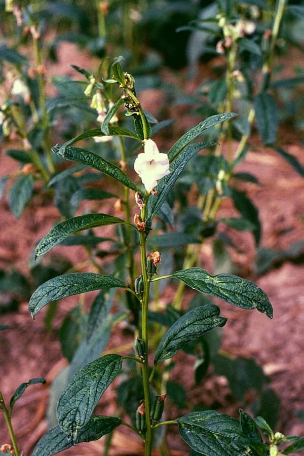 Tila — Sesamum indicum, Pedaliaceae - Kambodscha/Cambodia, Insel im Mekong bei Kratie (Prov. Kratie)