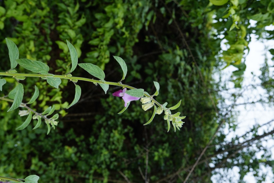 Tila — Sesamum indicum