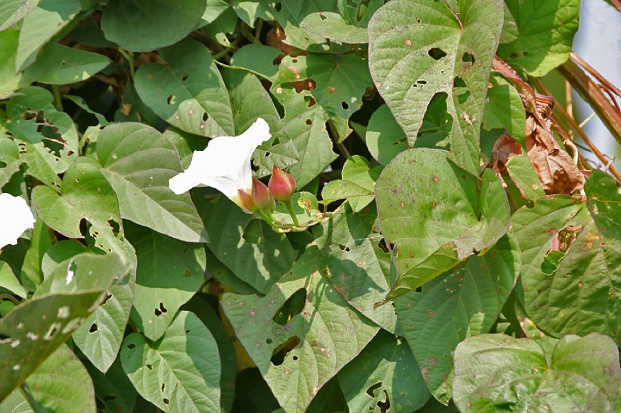 Trivrit — Nisottar Operculina turpethum in Kawal Wildlife Sanctuary, Andhra Pradesh, India.
