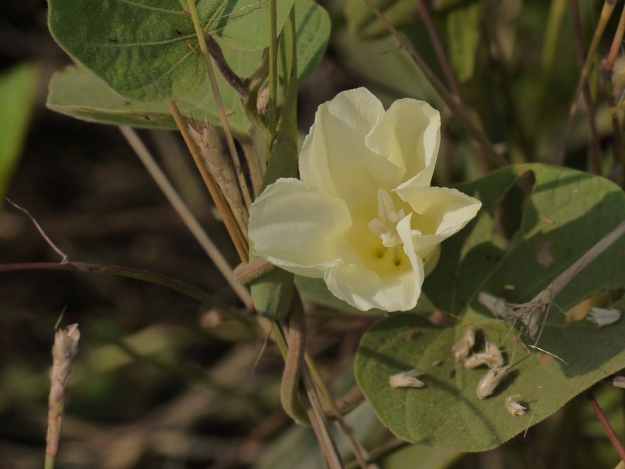 Trivrit — Convolvulaceae (convolvulus, bindweed, or morning glory family) » Operculina turpethum oh-per-koo-LEE-nuh -- possibly means lid; the seed pod has a lid-like top tur-PAY-thum -- derived from Sanskrit triputa, the dried ro