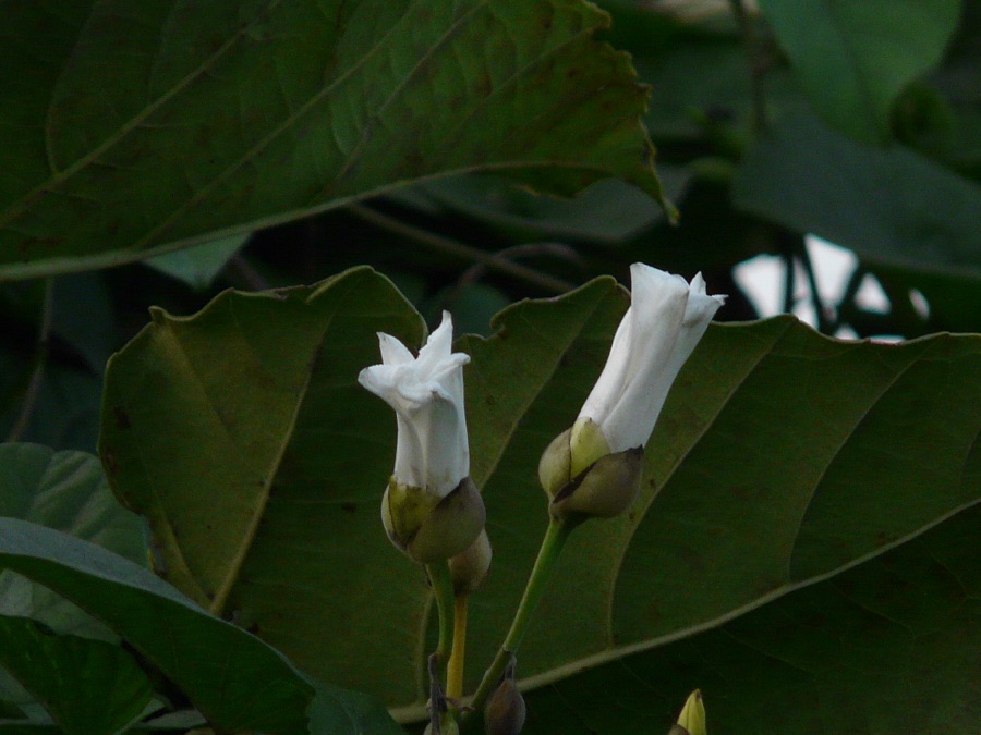 Trivrit — Convolvulaceae (convolvulus, bindweed, or morning glory family) » Operculina turpethum