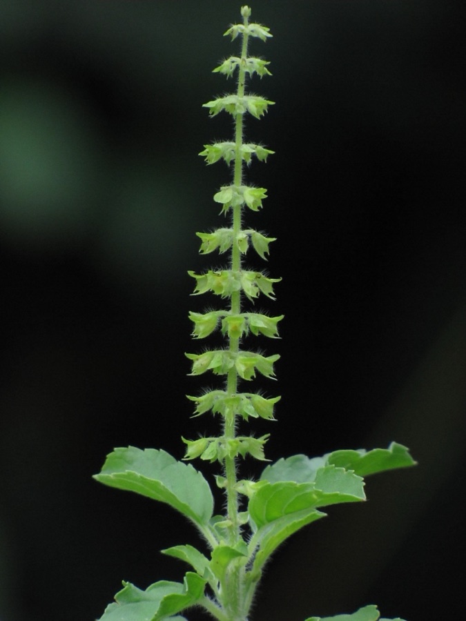 Tulasi — Tulsi Flower