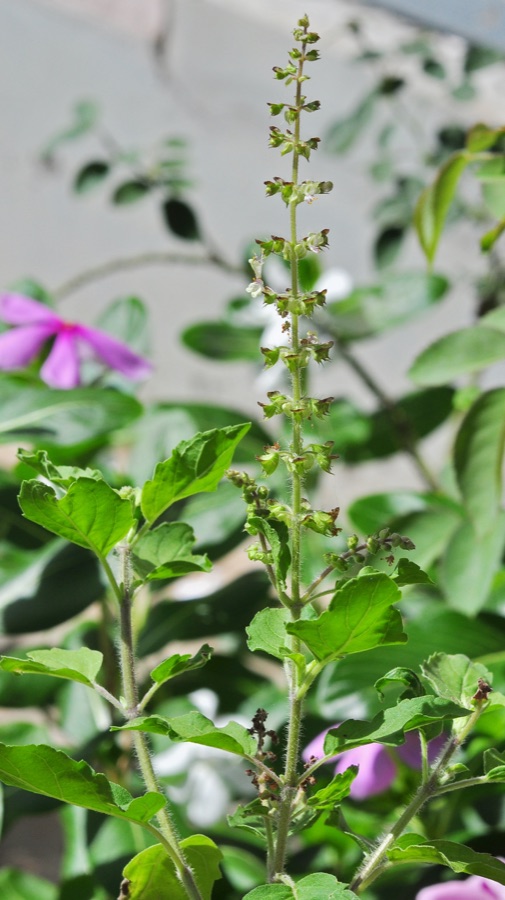 Tulasi — Ocimum tenuiflorum flower.