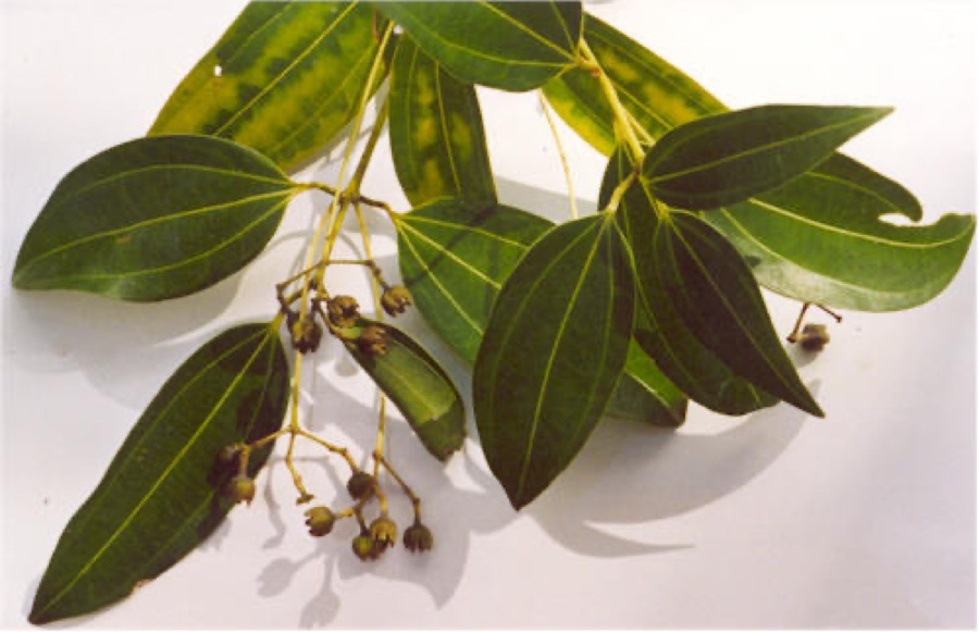 Twak — Cinnamomum verum J.Presl