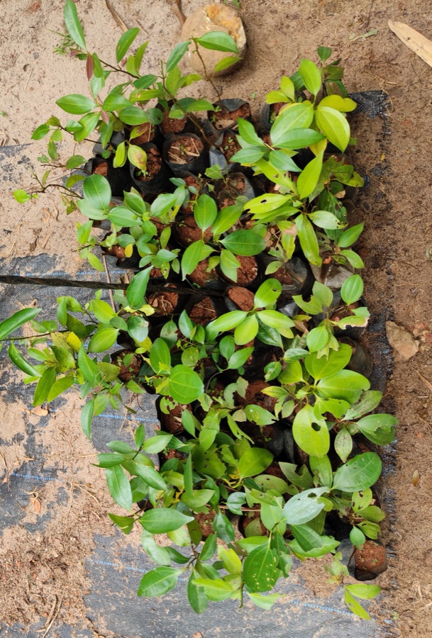 Twak — Cinnamomum verum plantlings