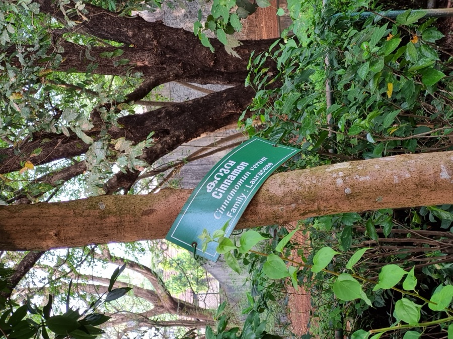 Twak — Cinnamomum verum at Thrissur zoo, Kerala.