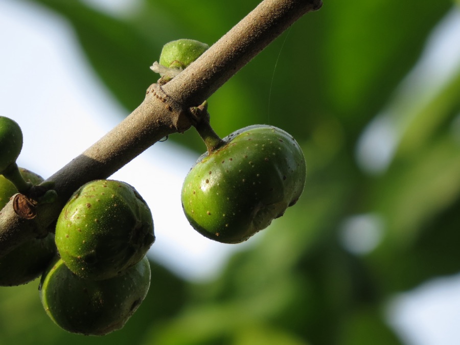 Udumbara — Ficus racemosa, Huế, Việt Nam