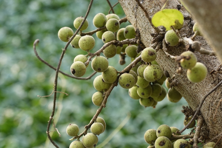 Udumbara — Ficus racemosa