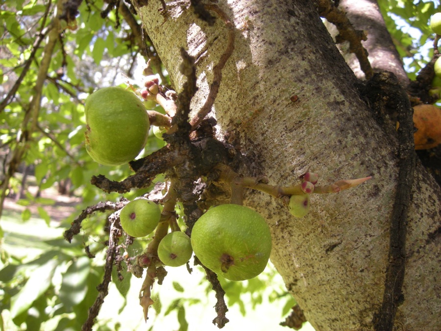 Udumbara — Ficus racemosa fruit. Cauliflory