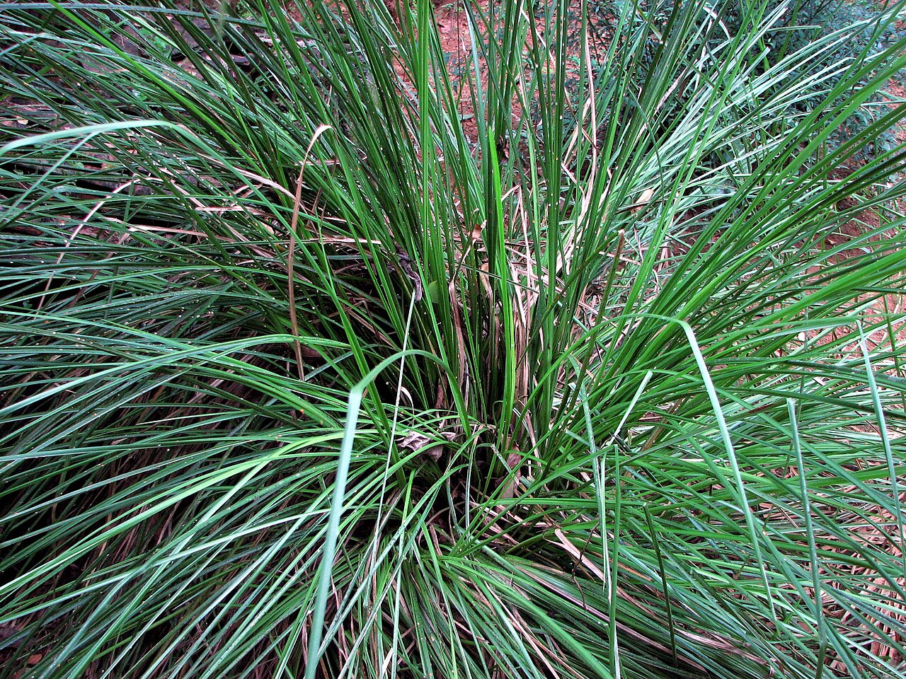 Ushira — രാമച്ചം