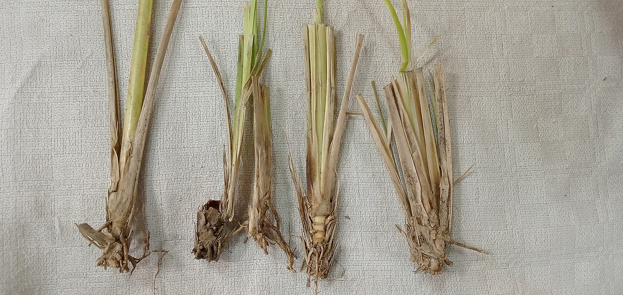 Ushira — Sprout of Chrysopogon zizanioides. commonly known as vetiver and khus. Salem, Tamil Nadu, Indian Union.