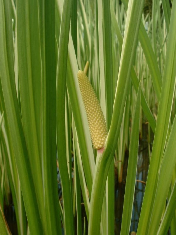 Vacha — Acorus calamus