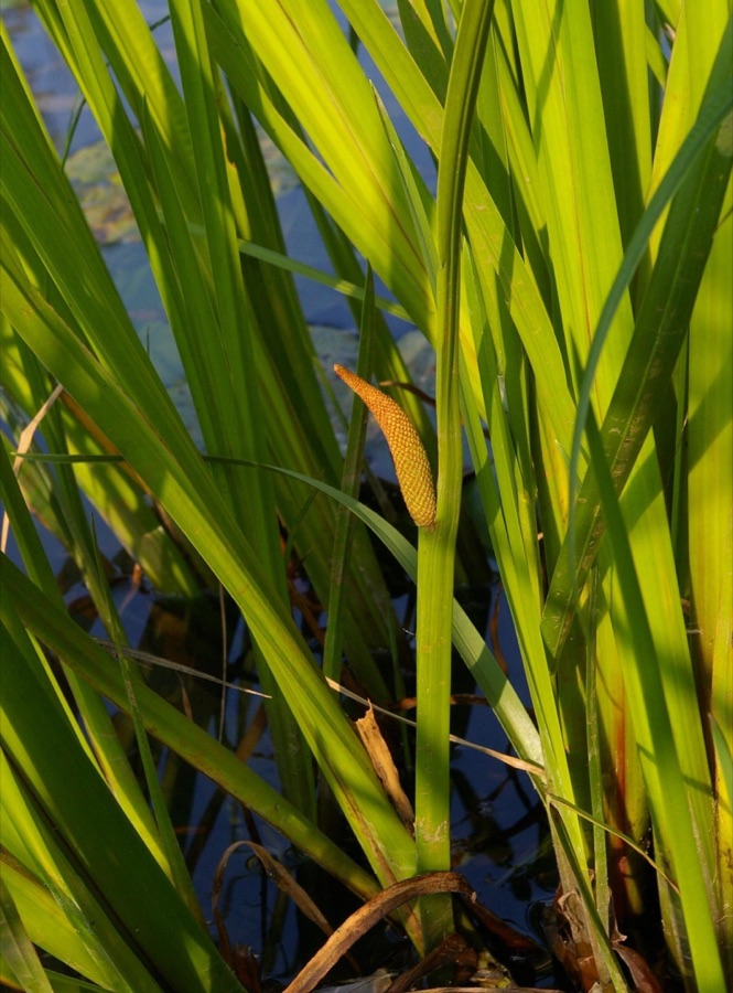 Vacha — Inflorescence of Acorus calamus. North-eastern Lower Saxony, Germany.