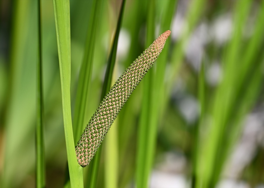 Vacha — Acorus calamus in the Botanischer Garten, Berlin-Dahlem