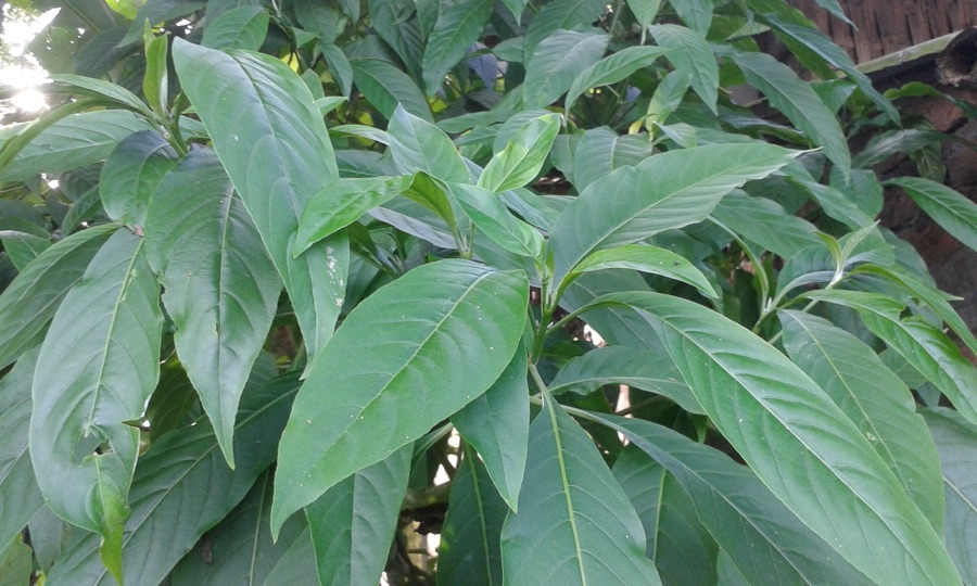 Vasa — বগা বাহক গছ