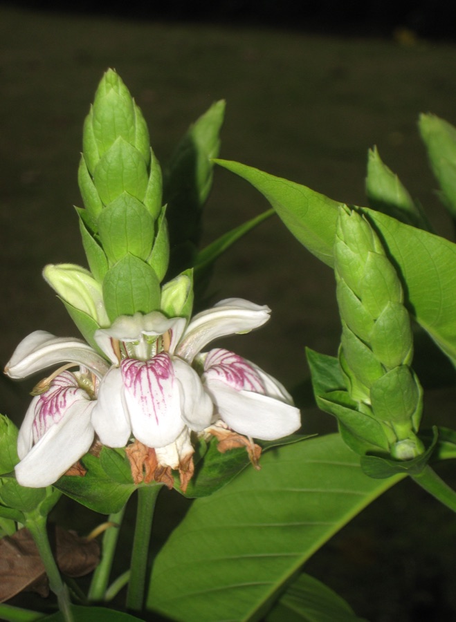 Vasa — Justicia adhatoda. Plant specimen in the Hong Kong Zoological and Botanical Gardens, Hong Kong.