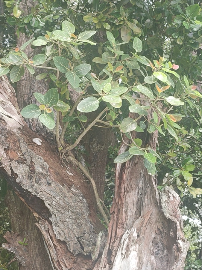 Vata — Indian banyan (Ficus benghalensis) in British Indian Ocean Territory