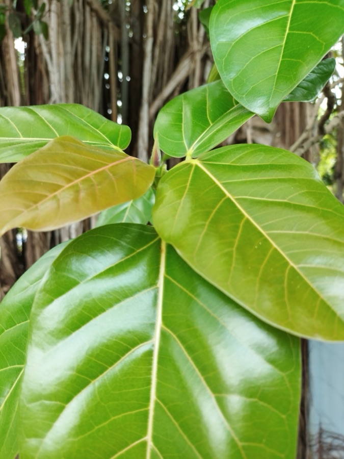 Vata — Indian banyan (Ficus benghalensis) in Sri Lanka
