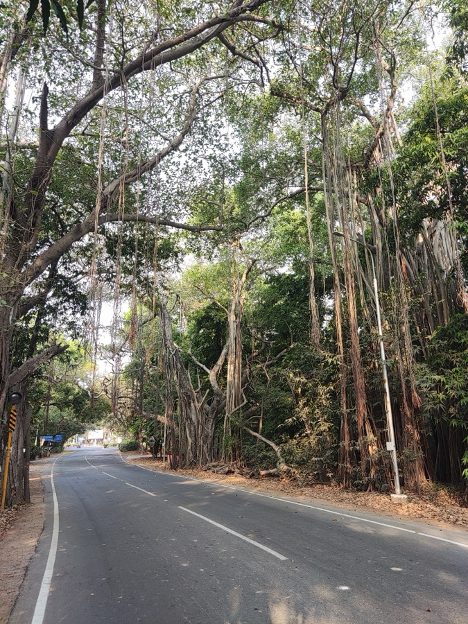 Vata — Ficus in IITM