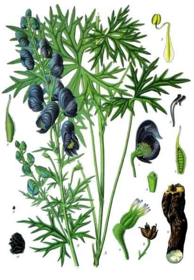 Vatsanabha — Himalaya-Eisenhut. A, B oberer Teil der Pflanze. 1 Blüte im Längsschnitt; 2 hintere Blumenblätter; 3 Staubblatt; 4 Pistille; 5 Pistill, von der Seite; 6 Pistill, Querschnitt; 7 Pistill, Längsschnitt; 8 Früchte; 9 Samen; 