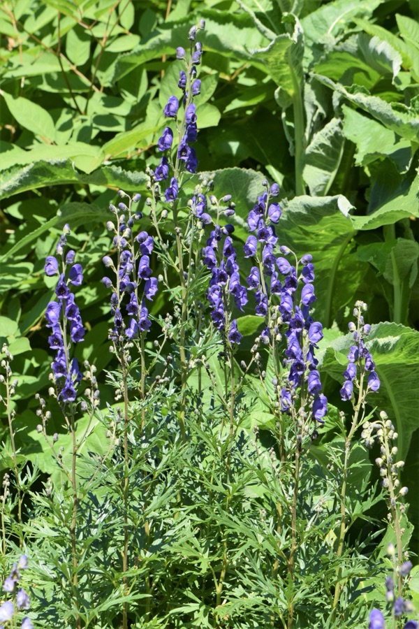 Vatsanabha — Aconitum ferox in the Botanischer Garten, Berlin-Dahlem