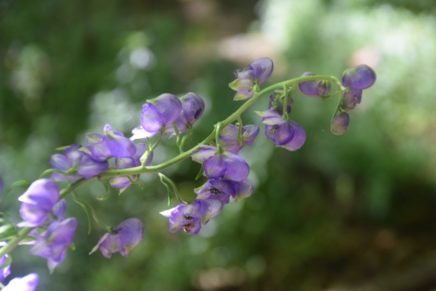 Vatsanabha — Aconitum ferox in Jardin botanique de la Charme, Clermont-Ferrand, France