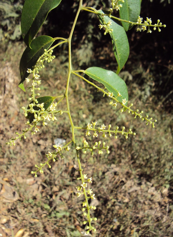 Vidanga — Embelia ribes